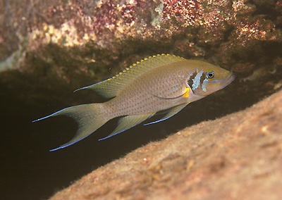 Neolamprologus pulcher 'Kafungi'